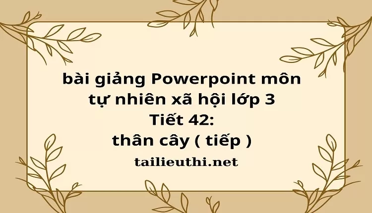 Tiết 42: thân cây ( tiếp )