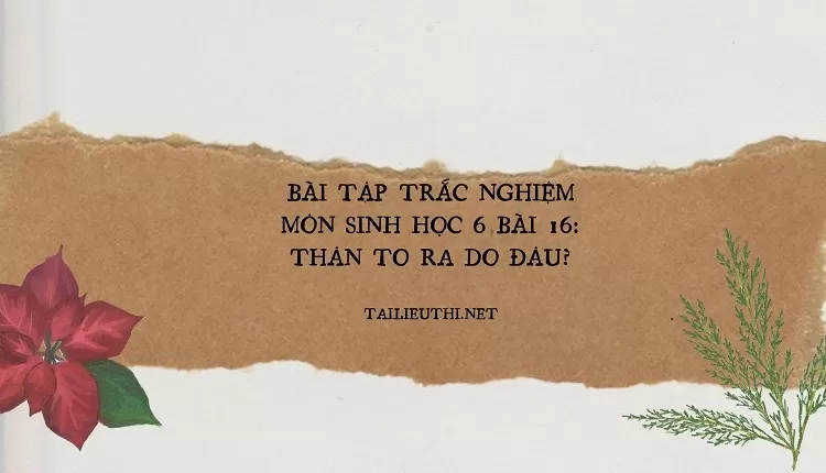 BÀI TẬP TRẮC NGHIỆM MÔN SINH HỌC 6 BÀI 16: THÂN TO RA DO ĐÂU?